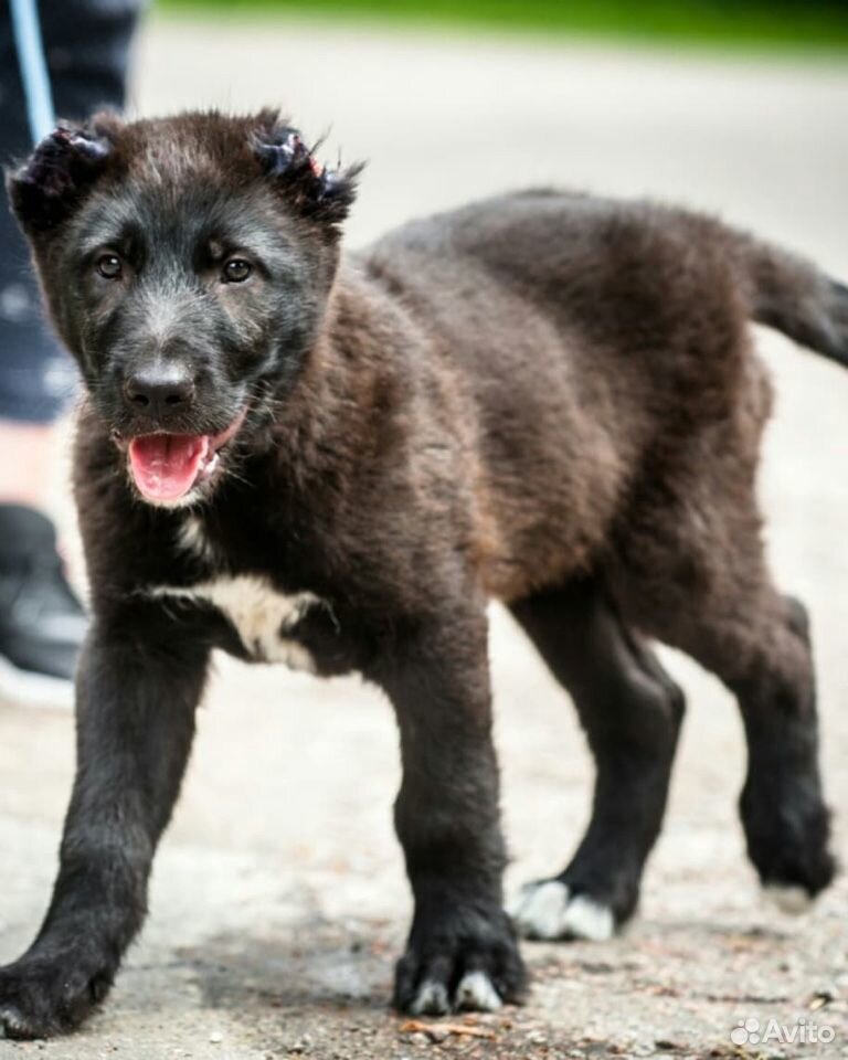 Собака ищет дом чёрный щенок 2,5 мес купить на Зозу.ру - фотография № 3