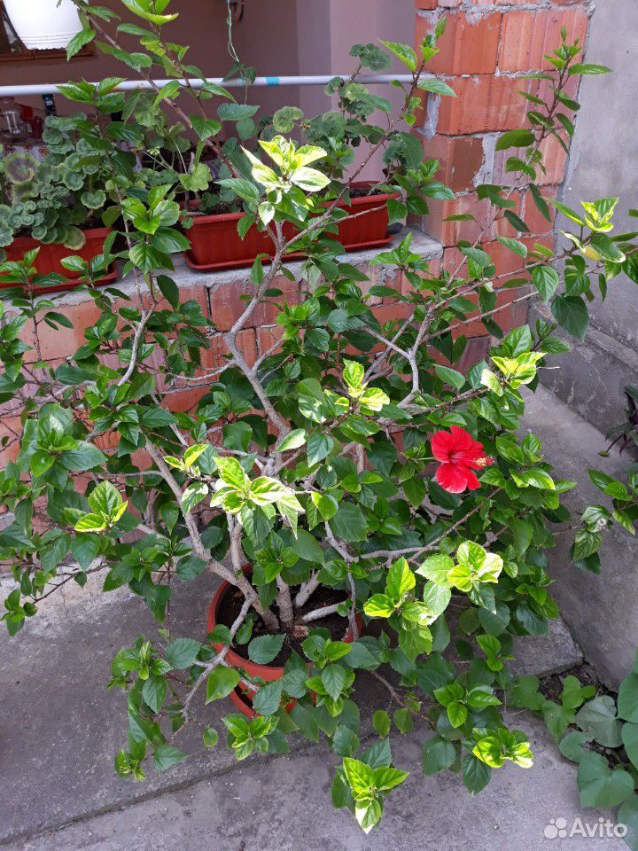Китайская роза, гибискус купить на Зозу.ру - фотография № 3
