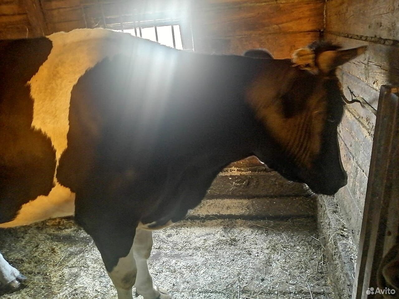 Корова (первотёлок) купить на Зозу.ру - фотография № 2