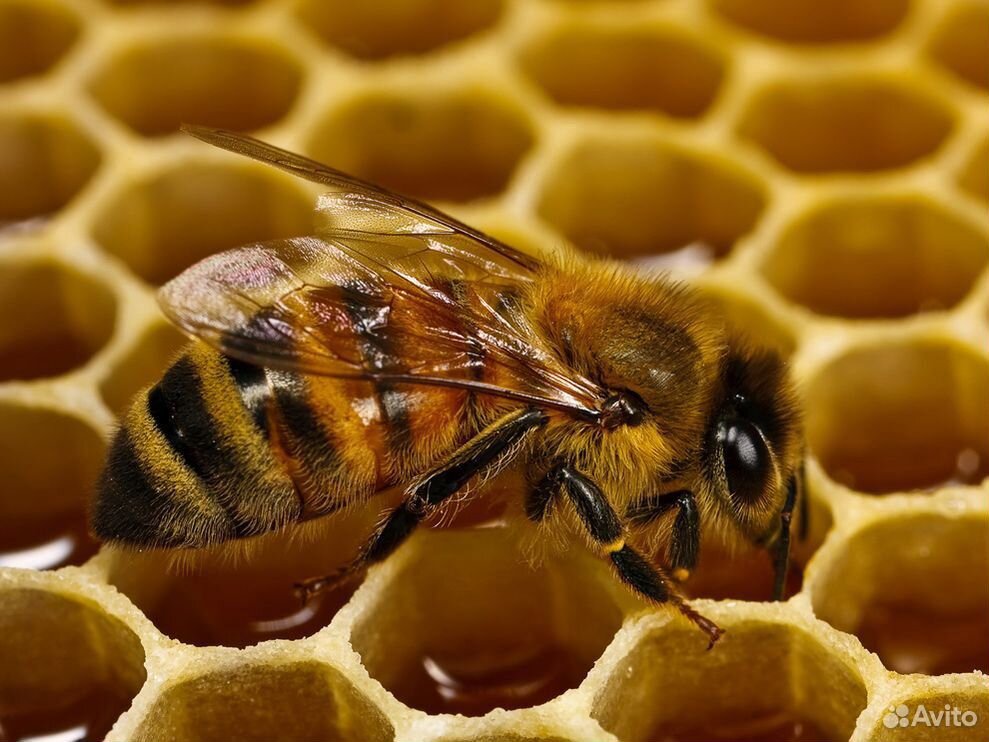Продам пчелосемьи,пчелопакеты,порода карника купить на Зозу.ру - фотография № 1