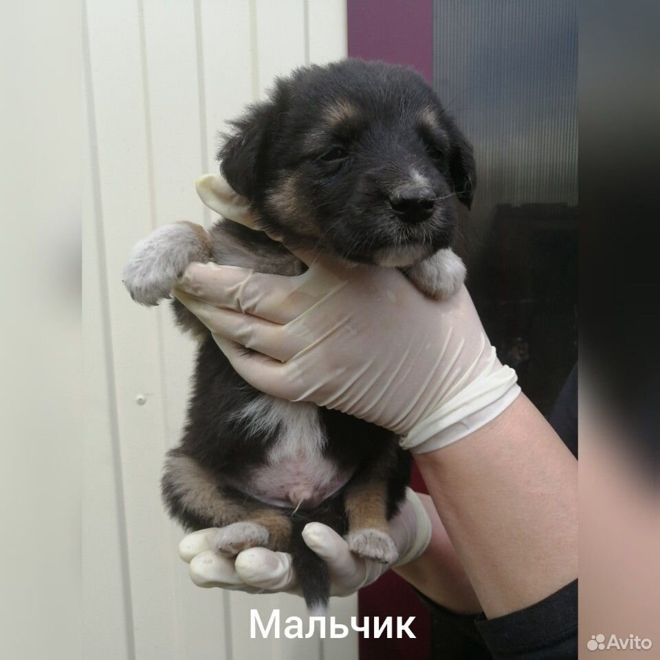 Отдадим щеночков купить на Зозу.ру - фотография № 2