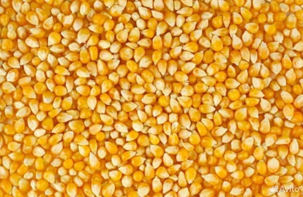 Ячмень,кукуруза,пшеница,зерноотходы купить на Зозу.ру - фотография № 1