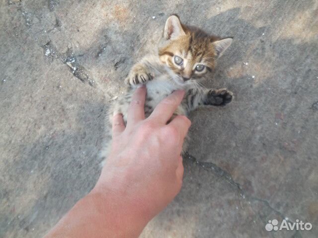 Котёнок девочка купить на Зозу.ру - фотография № 4