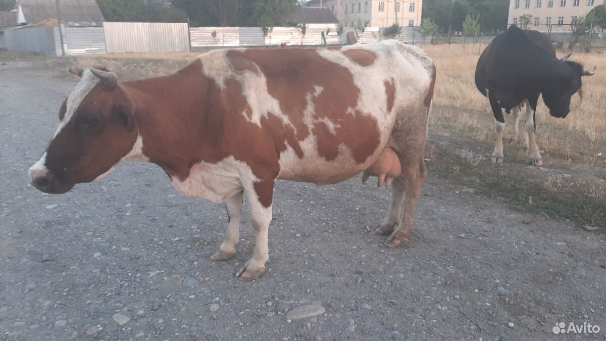 Коровы молочной породы купить на Зозу.ру - фотография № 5