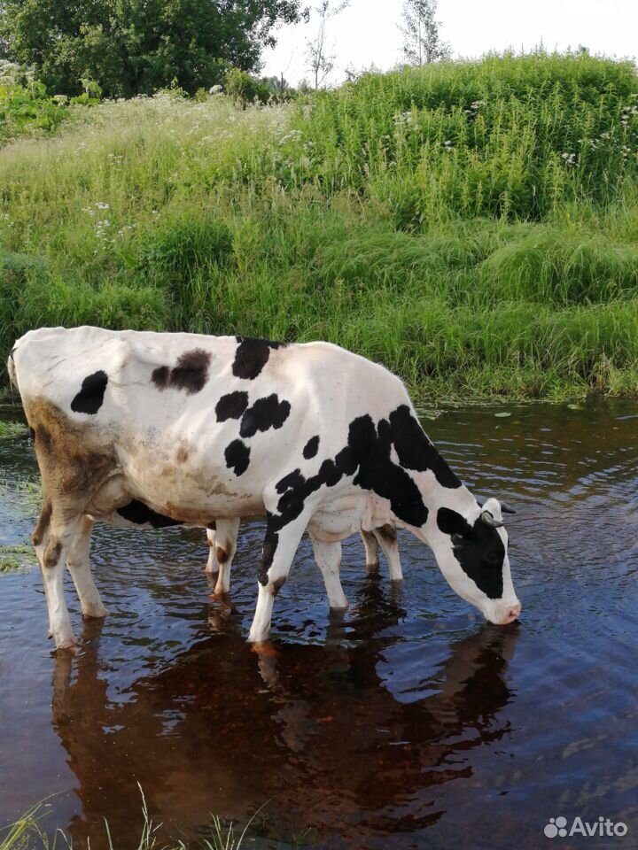 Продам коров из личного хозяйства купить на Зозу.ру - фотография № 1