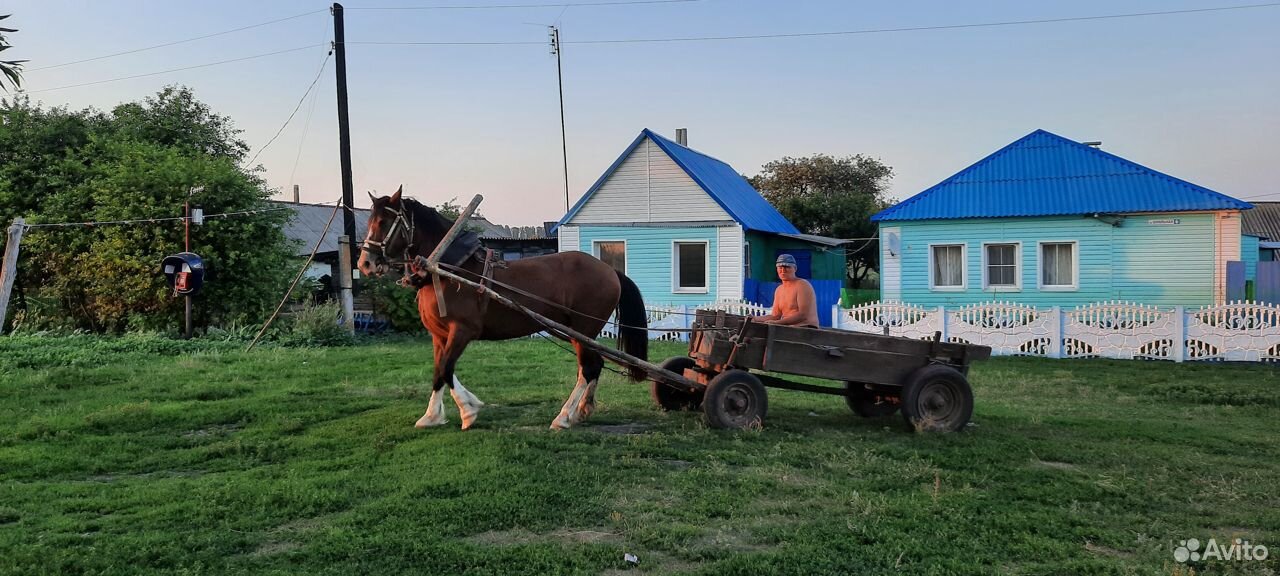 Продаю рабочую лошадь купить на Зозу.ру - фотография № 4