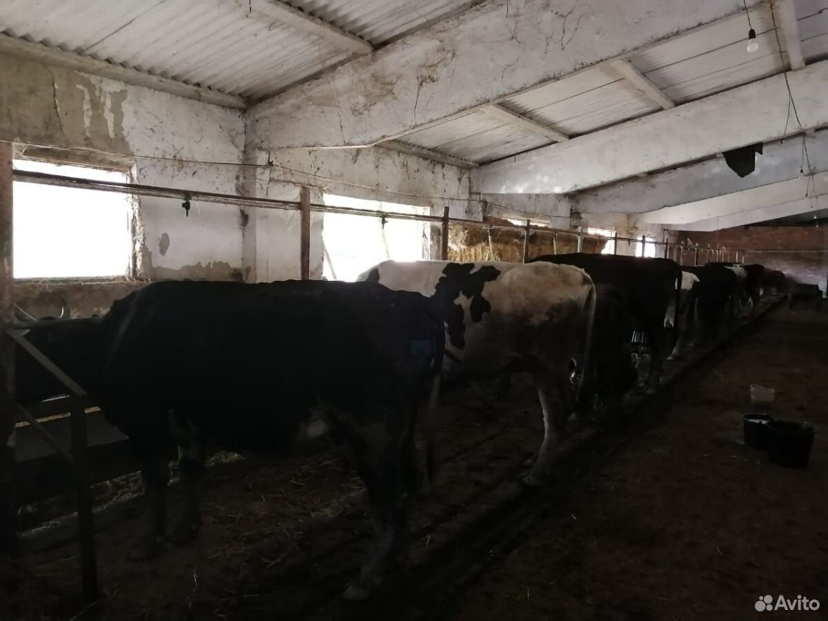 Коровы и бычки купить на Зозу.ру - фотография № 6