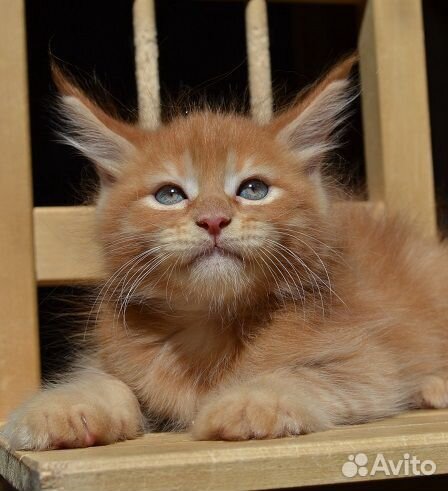 Рыжий котик мейнкун купить на Зозу.ру - фотография № 2