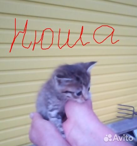 Отдам смышленных и веселых котят в добрые руки купить на Зозу.ру - фотография № 2
