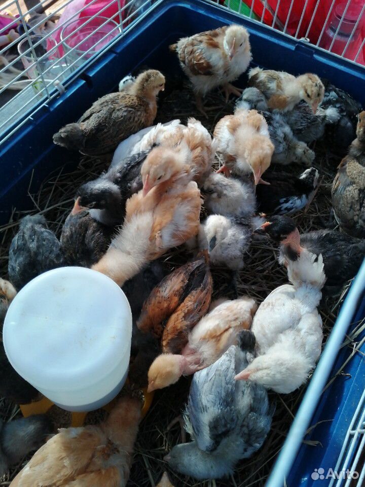Продаю подрощенных цыплят купить на Зозу.ру - фотография № 3