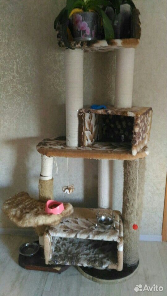 Шотландская кошка 3г купить на Зозу.ру - фотография № 6
