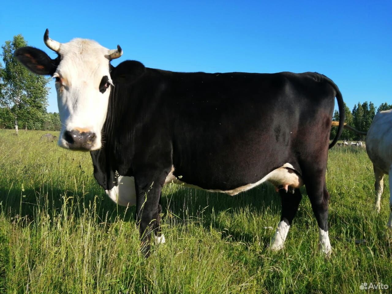 Продам дойную корову купить на Зозу.ру - фотография № 5