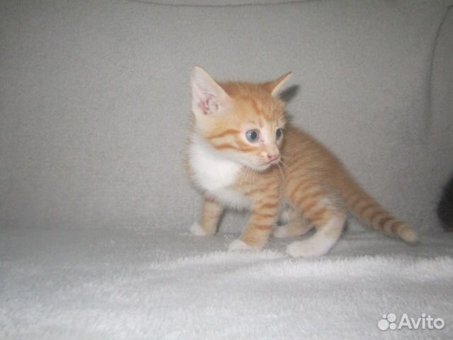Отдадим котят, возраст 1 месяц купить на Зозу.ру - фотография № 3