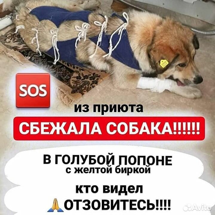 Собака потерялась купить на Зозу.ру - фотография № 1