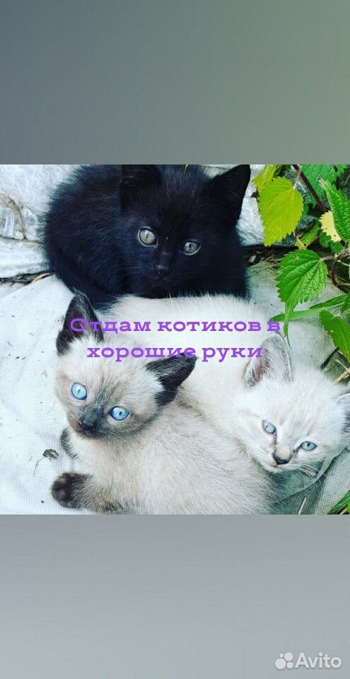 Котики купить на Зозу.ру - фотография № 1
