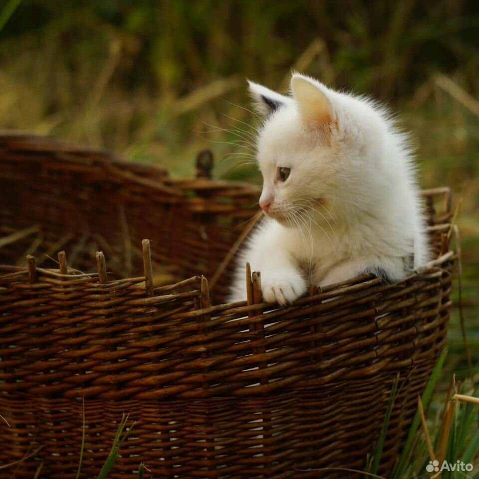 Котёнок купить на Зозу.ру - фотография № 6