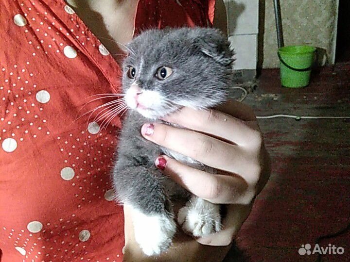 Вислоухие котята купить на Зозу.ру - фотография № 2
