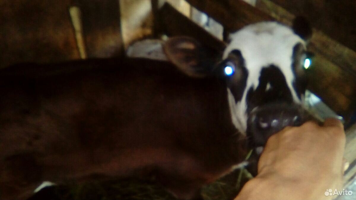 Телочка от молочной коровы купить на Зозу.ру - фотография № 2