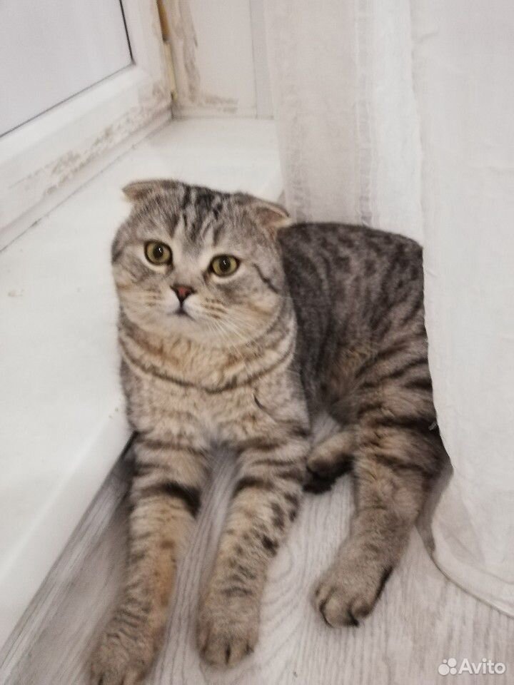 Британская Кошка купить на Зозу.ру - фотография № 8