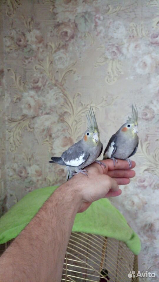 Ручные попугаи Корелла купить на Зозу.ру - фотография № 1
