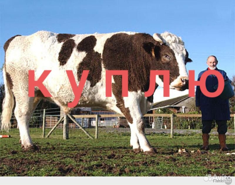 Корова бык и телка купить на Зозу.ру - фотография № 1