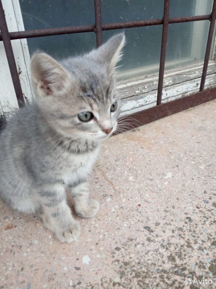 Ищем дом котёнку купить на Зозу.ру - фотография № 5