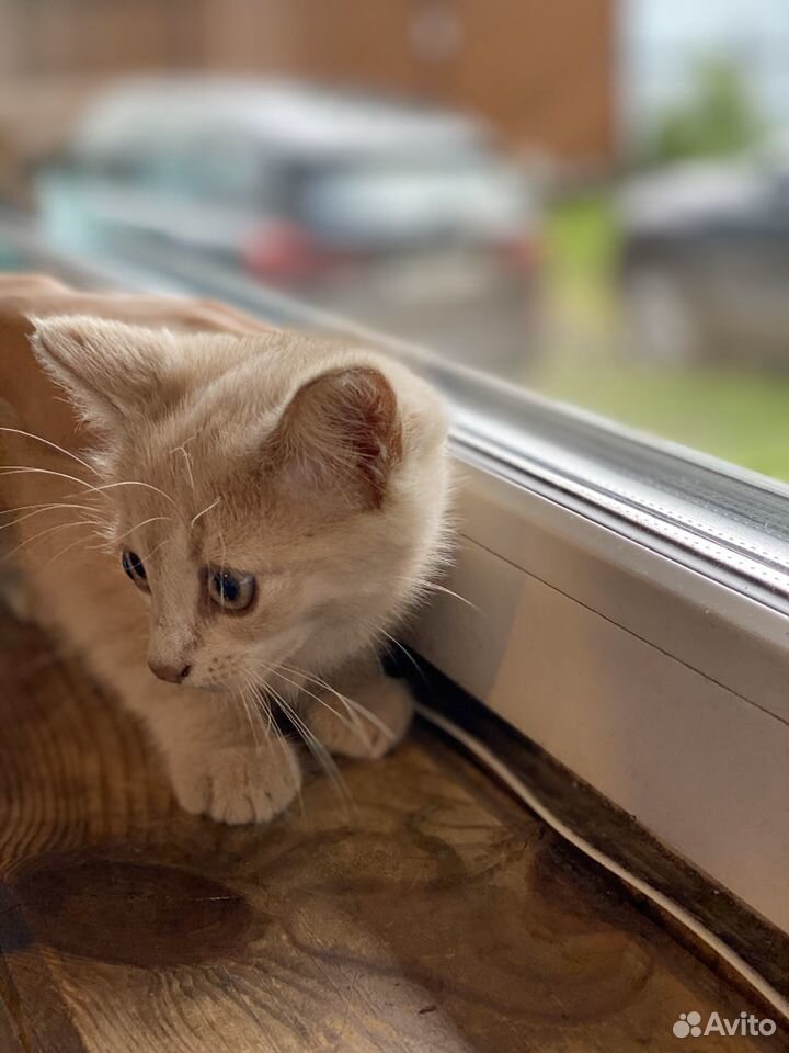 Персиковый котенок купить на Зозу.ру - фотография № 5