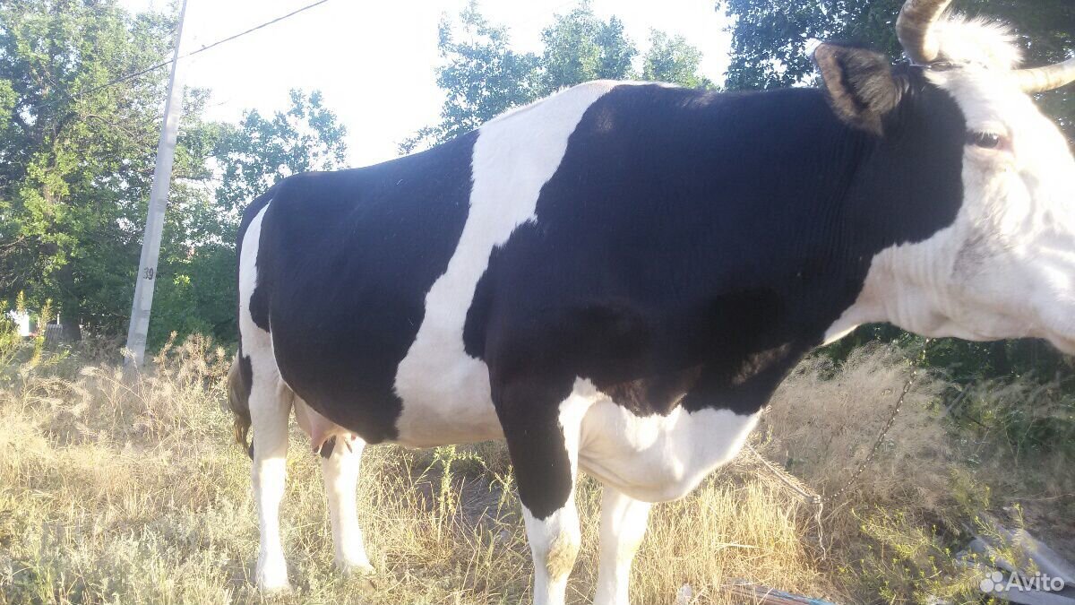 Корова на молоко купить на Зозу.ру - фотография № 3