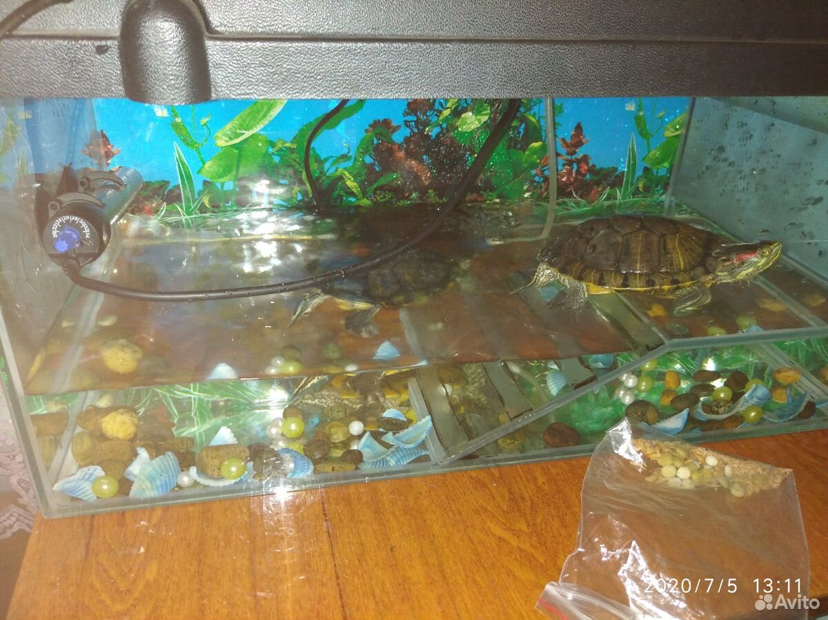 2 морские черепашки с аквариумом к нему остальные купить на Зозу.ру - фотография № 3