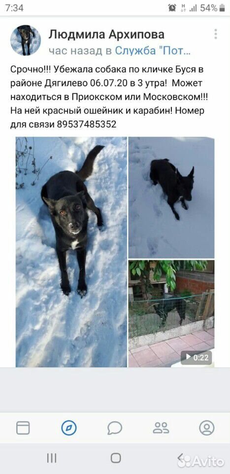 Собака убежала купить на Зозу.ру - фотография № 1