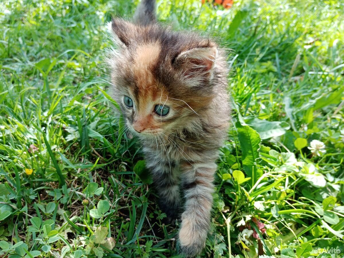 Пушистый котенок купить на Зозу.ру - фотография № 2