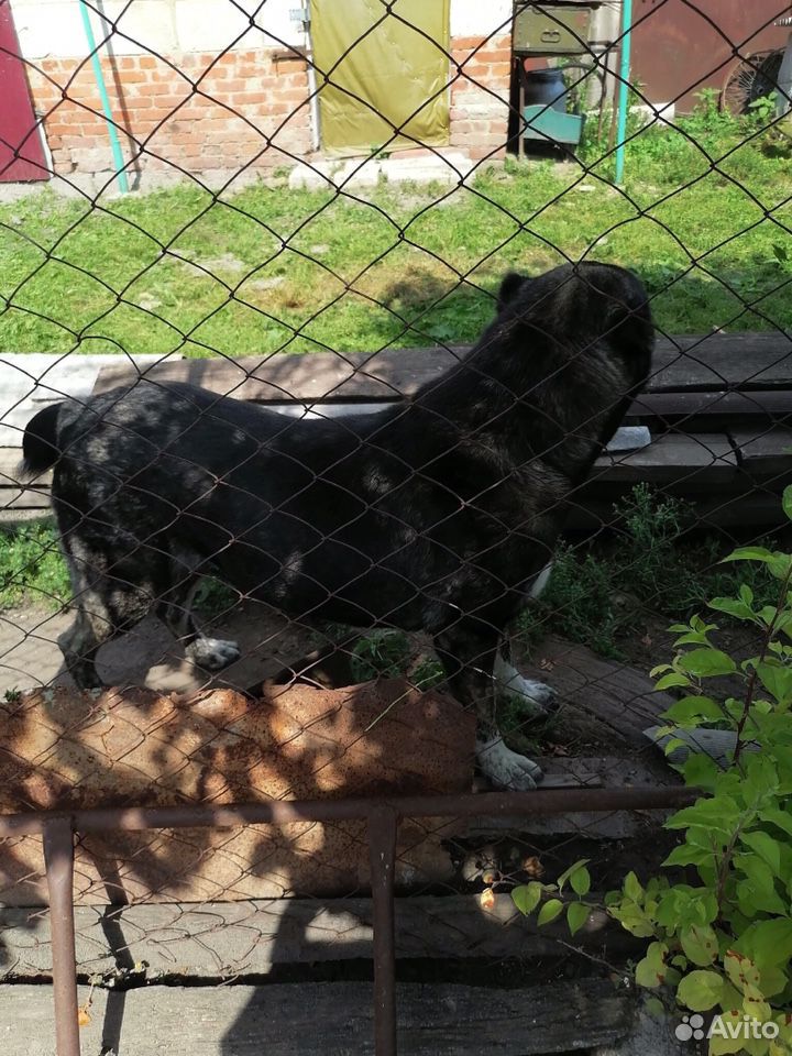 Собака,Алабай купить на Зозу.ру - фотография № 2