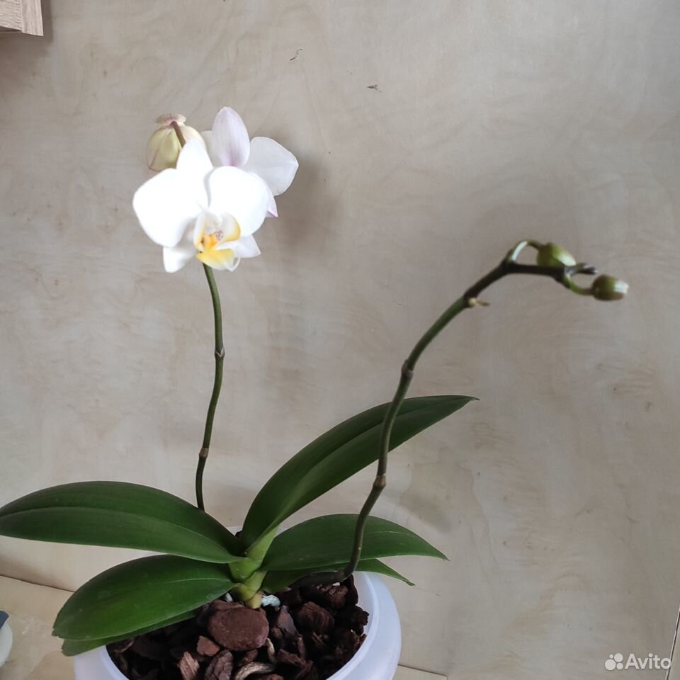 Орхидея купить на Зозу.ру - фотография № 1