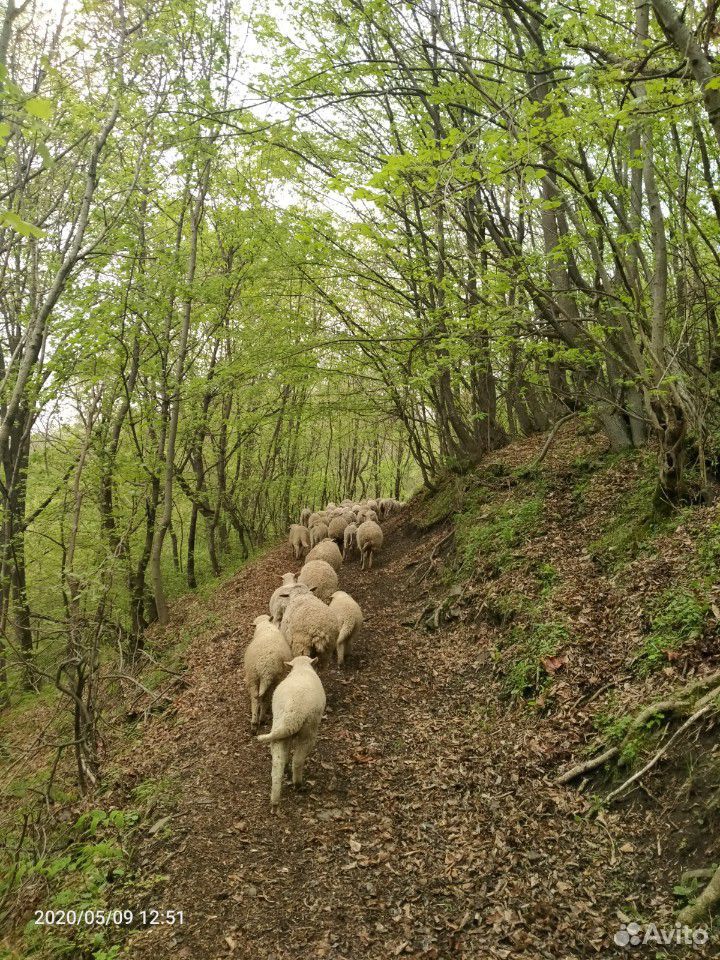Продаю барашки овцы матки 150 голов ягняти 100 гол купить на Зозу.ру - фотография № 1