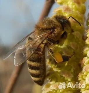 Русские пчёлы купить на Зозу.ру - фотография № 1