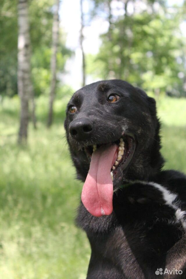 Собака из приюта. Барт в добрые руки купить на Зозу.ру - фотография № 7