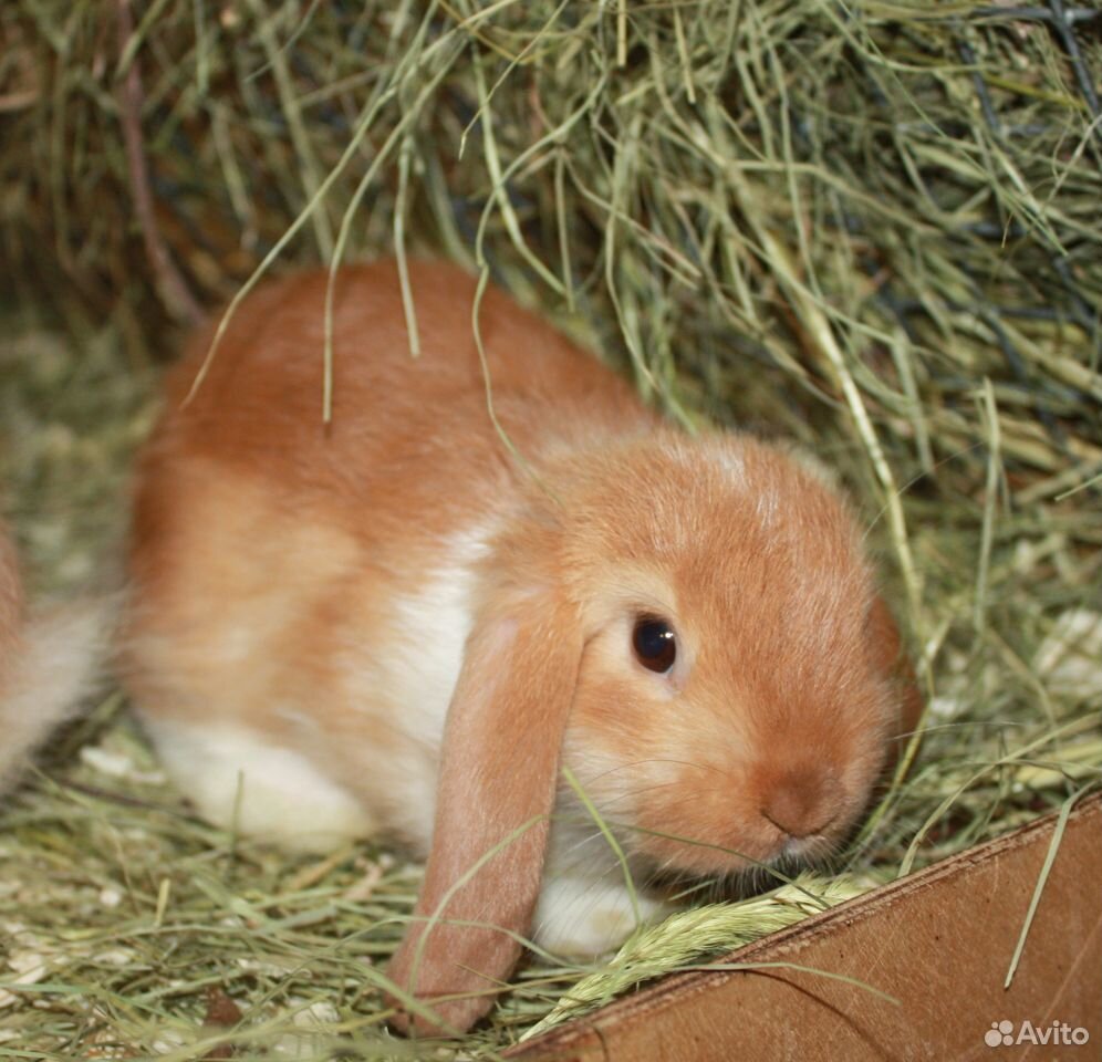 Крольчата вислоухие 1.5 мес купить на Зозу.ру - фотография № 1