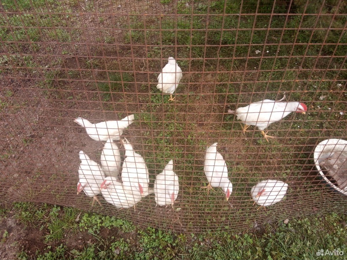 Цыплята яичной породы Ломан классик купить на Зозу.ру - фотография № 6