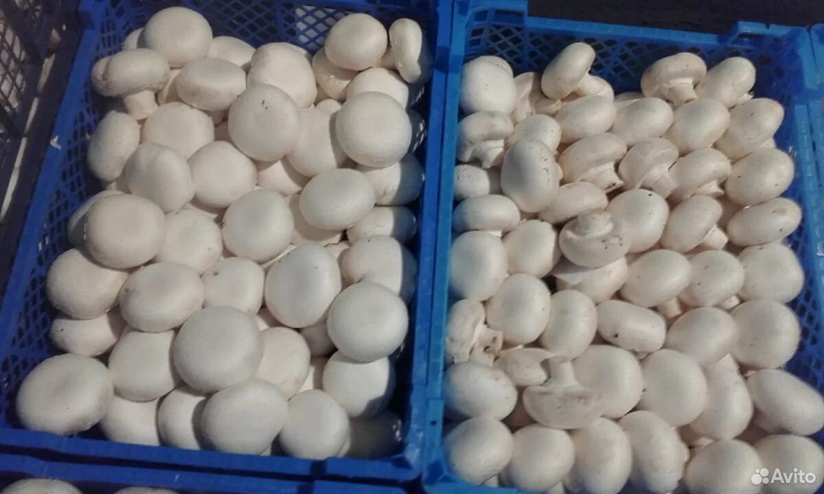 Шампиньоны грибы купить на Зозу.ру - фотография № 2