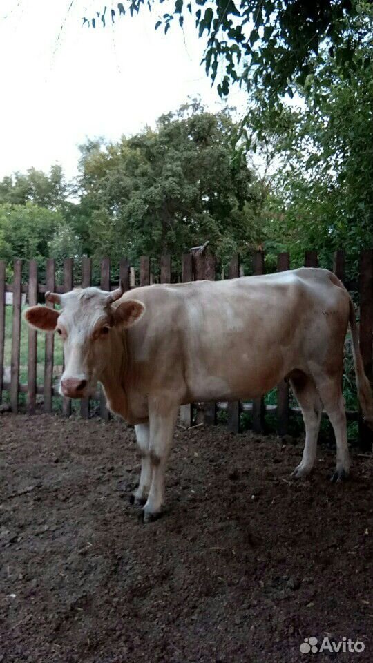 Корова, корова дойная купить на Зозу.ру - фотография № 6