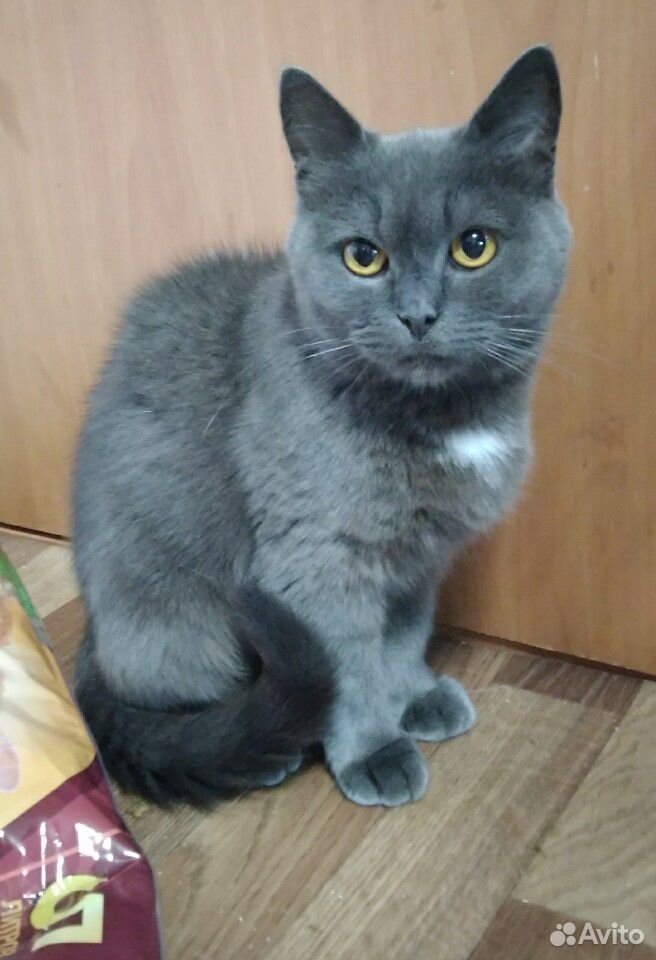 Шикарные кошки в добрые руки купить на Зозу.ру - фотография № 5