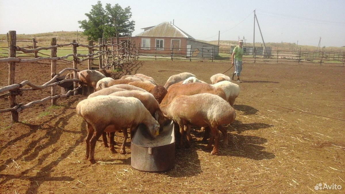 Баран овцы купить на Зозу.ру - фотография № 6