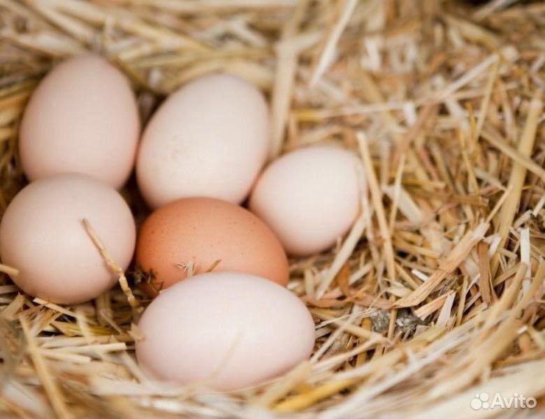 Яйца куриные купить на Зозу.ру - фотография № 1