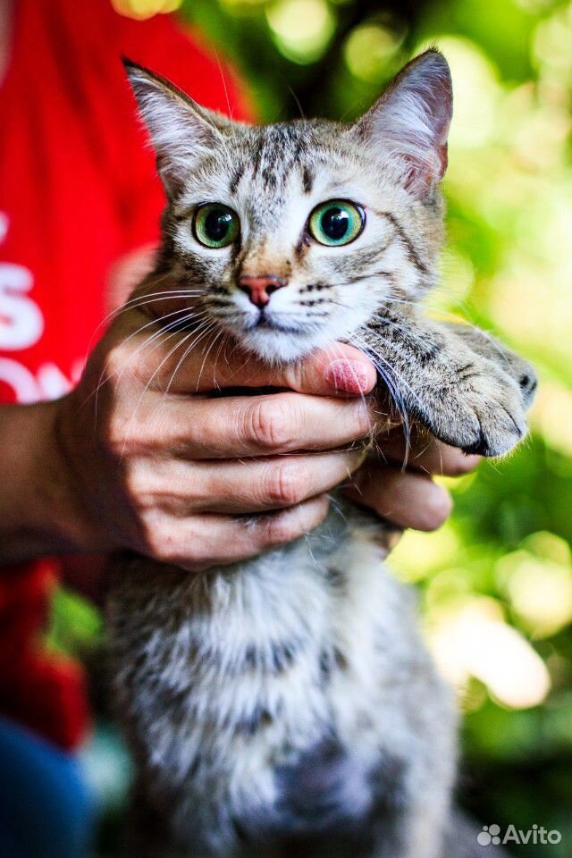 Кошка в добрые руки купить на Зозу.ру - фотография № 3