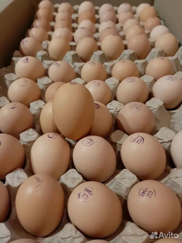 Инкубационном яйцо бройлера купить на Зозу.ру - фотография № 1