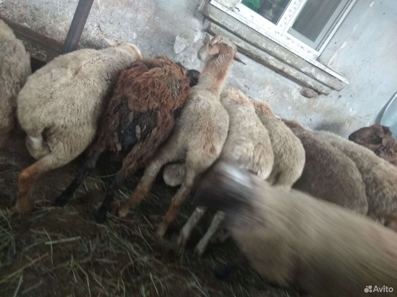 Баран-овцы купить на Зозу.ру - фотография № 6