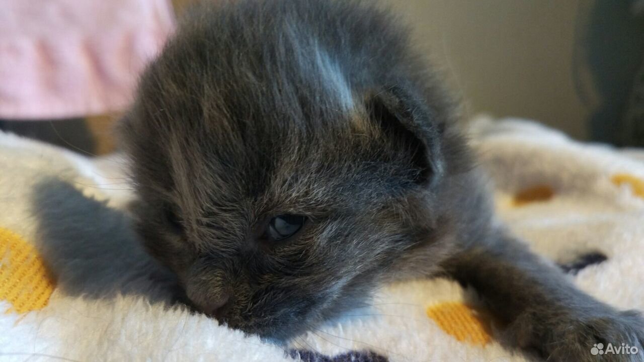Котята, родились 6 июля, в добрые и любящие руки з купить на Зозу.ру - фотография № 4