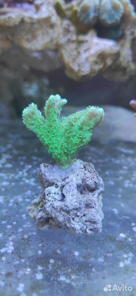 Морские кораллы купить на Зозу.ру - фотография № 2