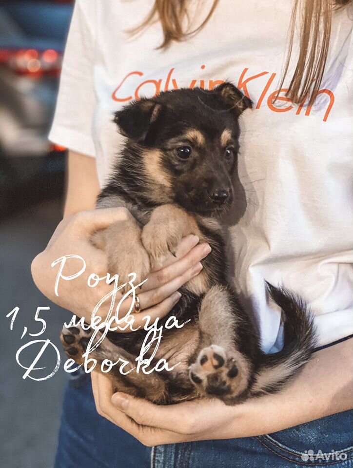Щенок собака бесплатно в добрые руки купить на Зозу.ру - фотография № 1