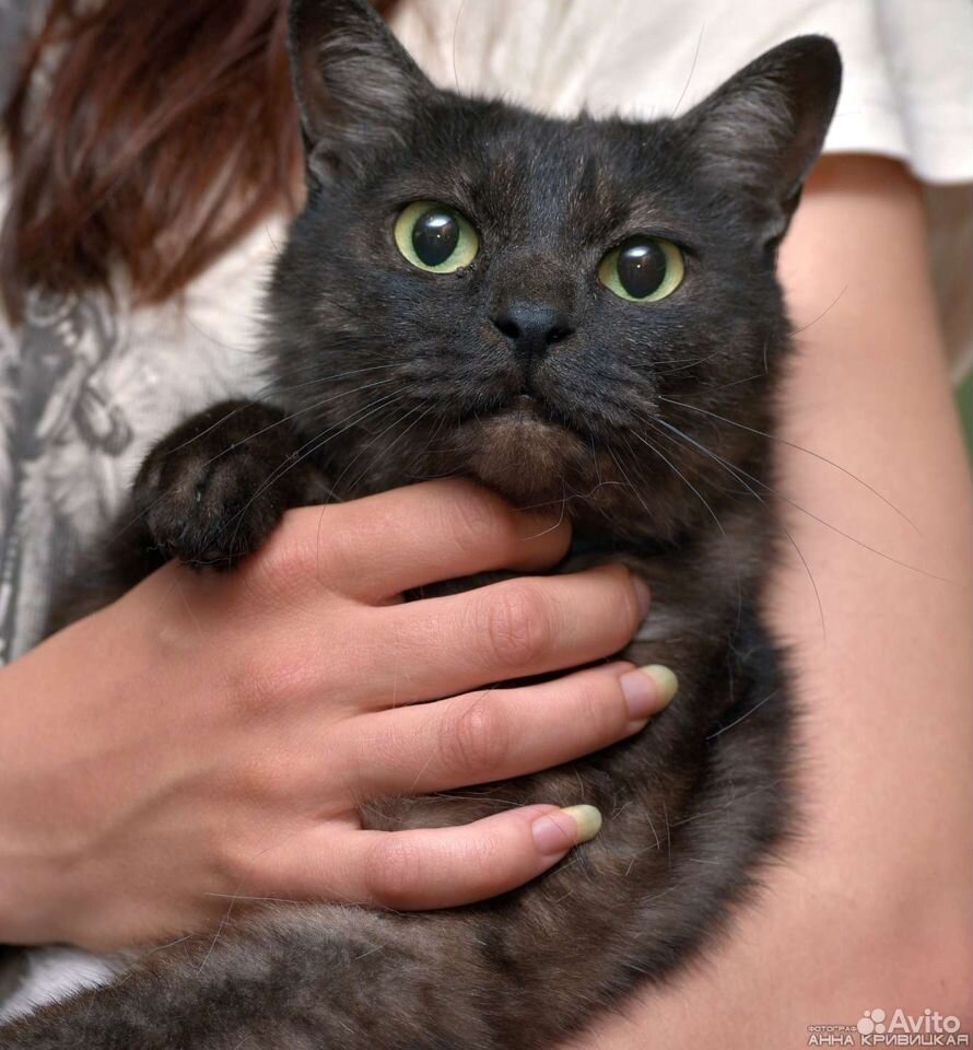 Ласковый котик окраса "черный дым" - Барт купить на Зозу.ру - фотография № 5